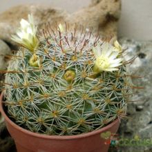 A photo of Mammillaria nana