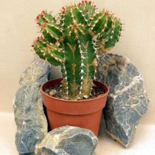 Una foto de Euphorbia officinarum