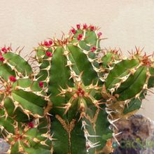 Una foto de Euphorbia officinarum