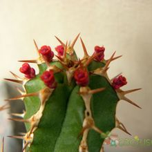 Una foto de Euphorbia officinarum
