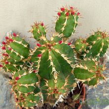 Una foto de Euphorbia officinarum