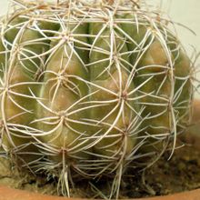 A photo of Parodia crassigibba