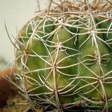 A photo of Parodia crassigibba