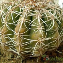A photo of Parodia crassigibba