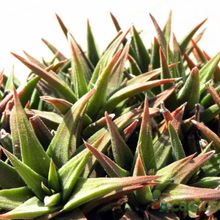 A photo of Haworthia attenuata var. radula