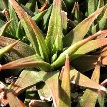 A photo of Haworthia attenuata var. radula