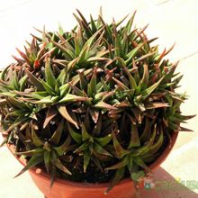 A photo of Haworthia attenuata var. radula