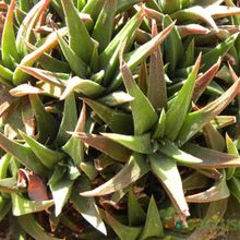 A photo of Haworthia attenuata var. radula