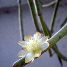 A photo of Rhipsalis grandiflora