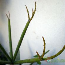 Una foto de Rhipsalis grandiflora