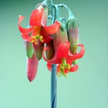 Una foto de Cotyledon orbiculata