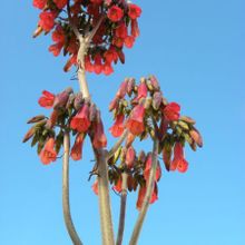 A photo of Bryophyllum x houghtonii