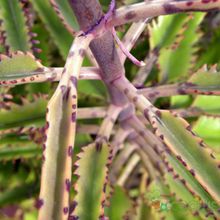 A photo of Bryophyllum x houghtonii