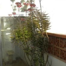 A photo of Bryophyllum x houghtonii