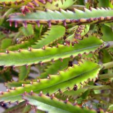 A photo of Bryophyllum x houghtonii
