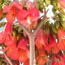 A photo of Bryophyllum x houghtonii