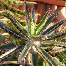 A photo of Bryophyllum x houghtonii