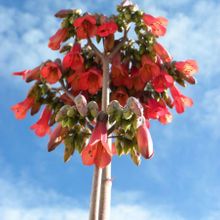 A photo of Bryophyllum x houghtonii