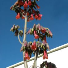 A photo of Bryophyllum x houghtonii
