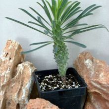 A photo of Euphorbia clandestina
