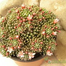 A photo of Mammillaria crinita ssp crinita fma. monstruosa