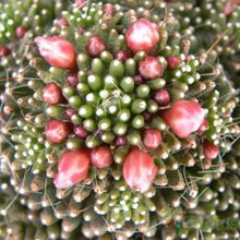 A photo of Mammillaria crinita ssp crinita fma. monstruosa