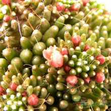 A photo of Mammillaria crinita ssp crinita fma. monstruosa