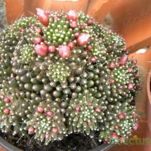 A photo of Mammillaria crinita ssp crinita fma. monstruosa