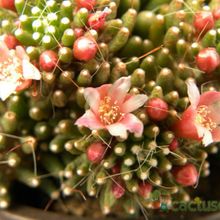 A photo of Mammillaria crinita ssp crinita fma. monstruosa