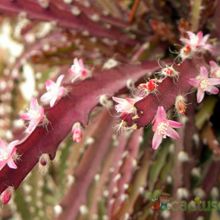 Una foto de Lepismium cruciforme