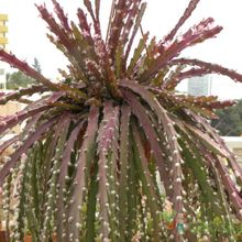 Una foto de Lepismium cruciforme
