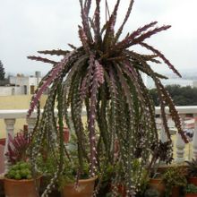 Una foto de Lepismium cruciforme