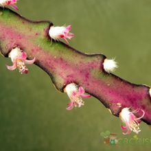 Una foto de Lepismium cruciforme