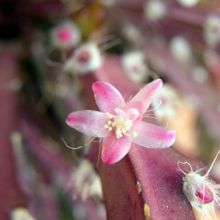 Una foto de Lepismium cruciforme