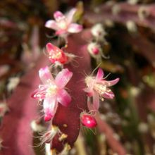 Una foto de Lepismium cruciforme