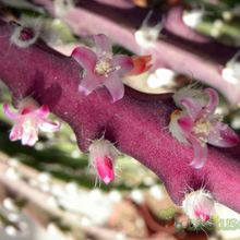 Una foto de Lepismium cruciforme