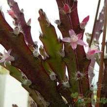 Una foto de Lepismium cruciforme