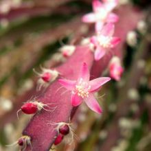 Una foto de Lepismium cruciforme