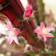 Una foto de Lepismium cruciforme