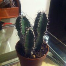 A photo of Euphorbia polyacantha