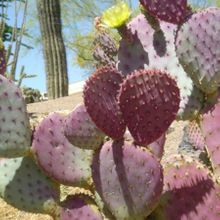 A photo of Opuntia santarita