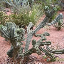 A photo of Myrtillocactus geometrizans