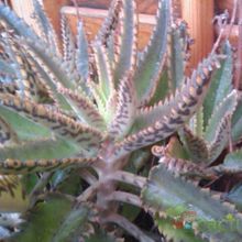 A photo of Bryophyllum x houghtonii