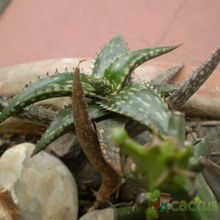 A photo of Aloe jucunda