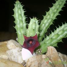 A photo of Huernia aspera