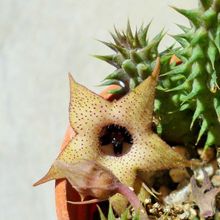A photo of Huernia pillansii HIBRIDO
