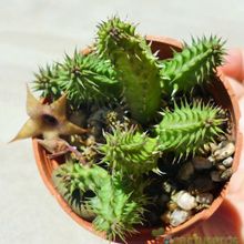 A photo of Huernia pillansii HIBRIDO