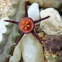 A photo of Duvalia caespitosa var. compacta