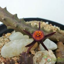 A photo of Duvalia caespitosa var. compacta
