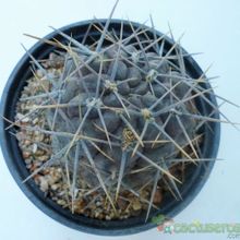 A photo of Gymnocalycium gibbosum